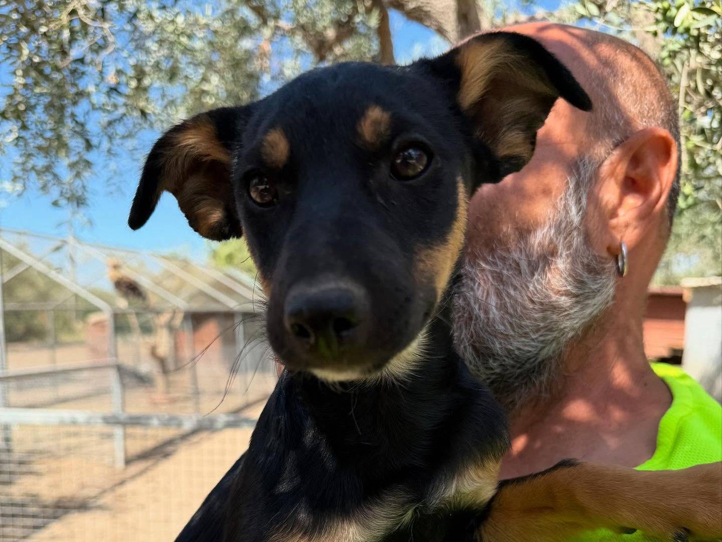 Adotta un cane, taglia media contenuta, femmina, Matera