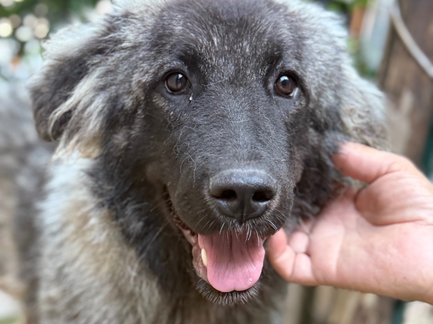 Adozione cane, femmina, Razza sconosciuta Razza sconosciuta, 9 mesi, taglia media, Catanzaro
