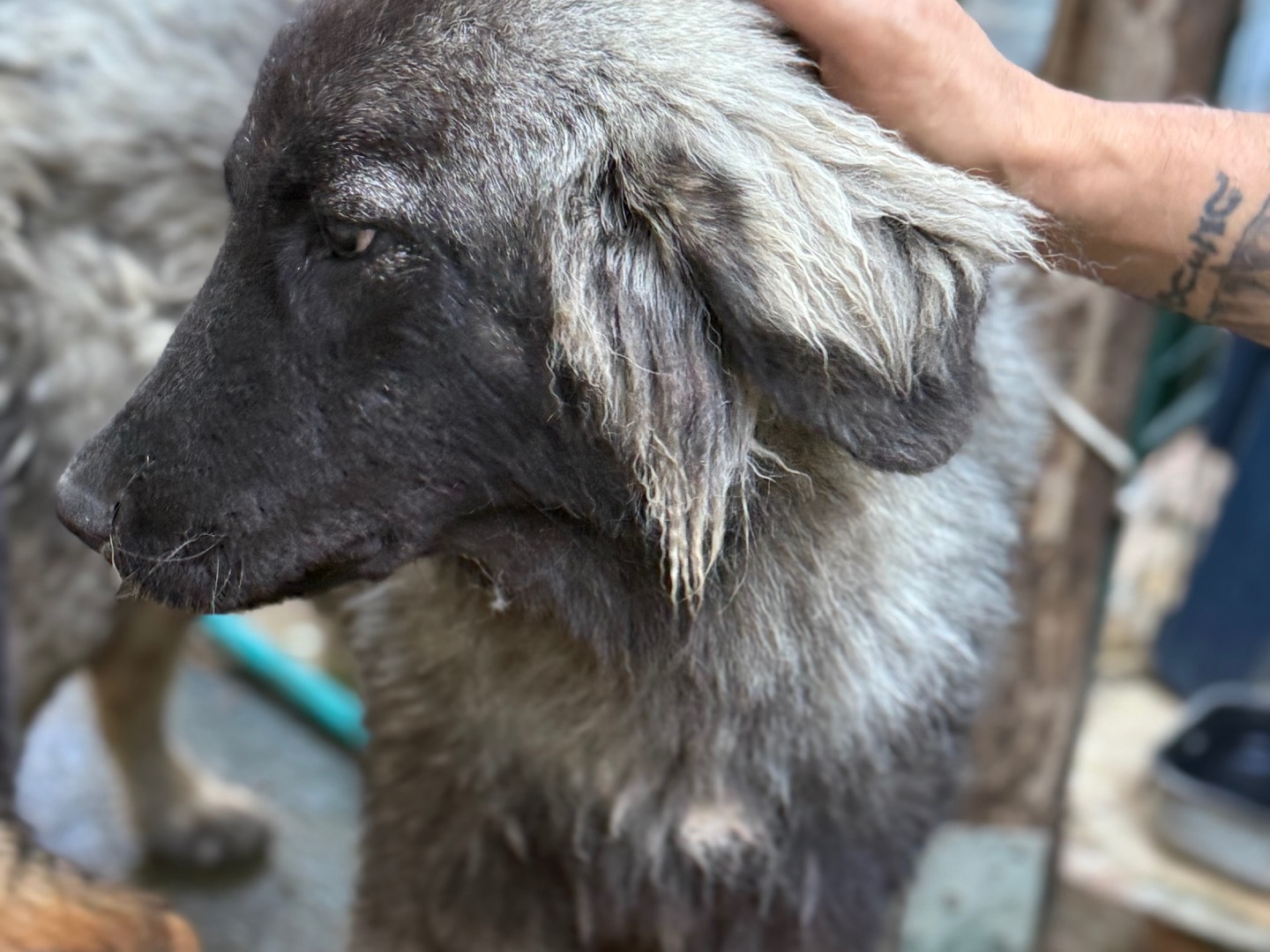 Adotta un cane, femmina, 9 mesi, Catanzaro