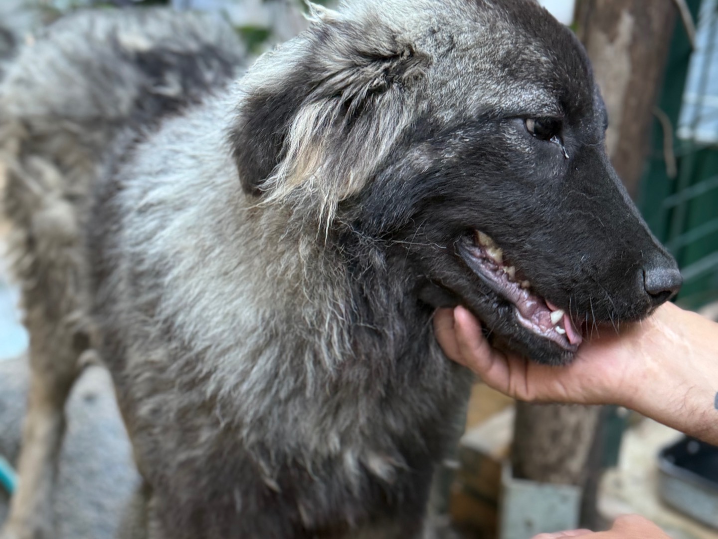 Adotta un cane, taglia media, femmina, Catanzaro
