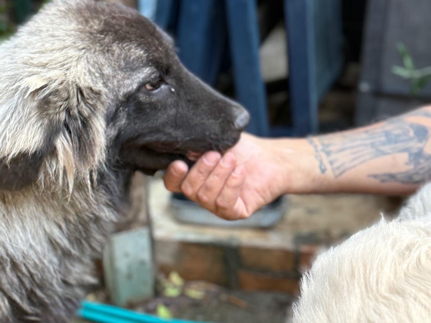 Vuoi adottare un cane a Catanzaro?