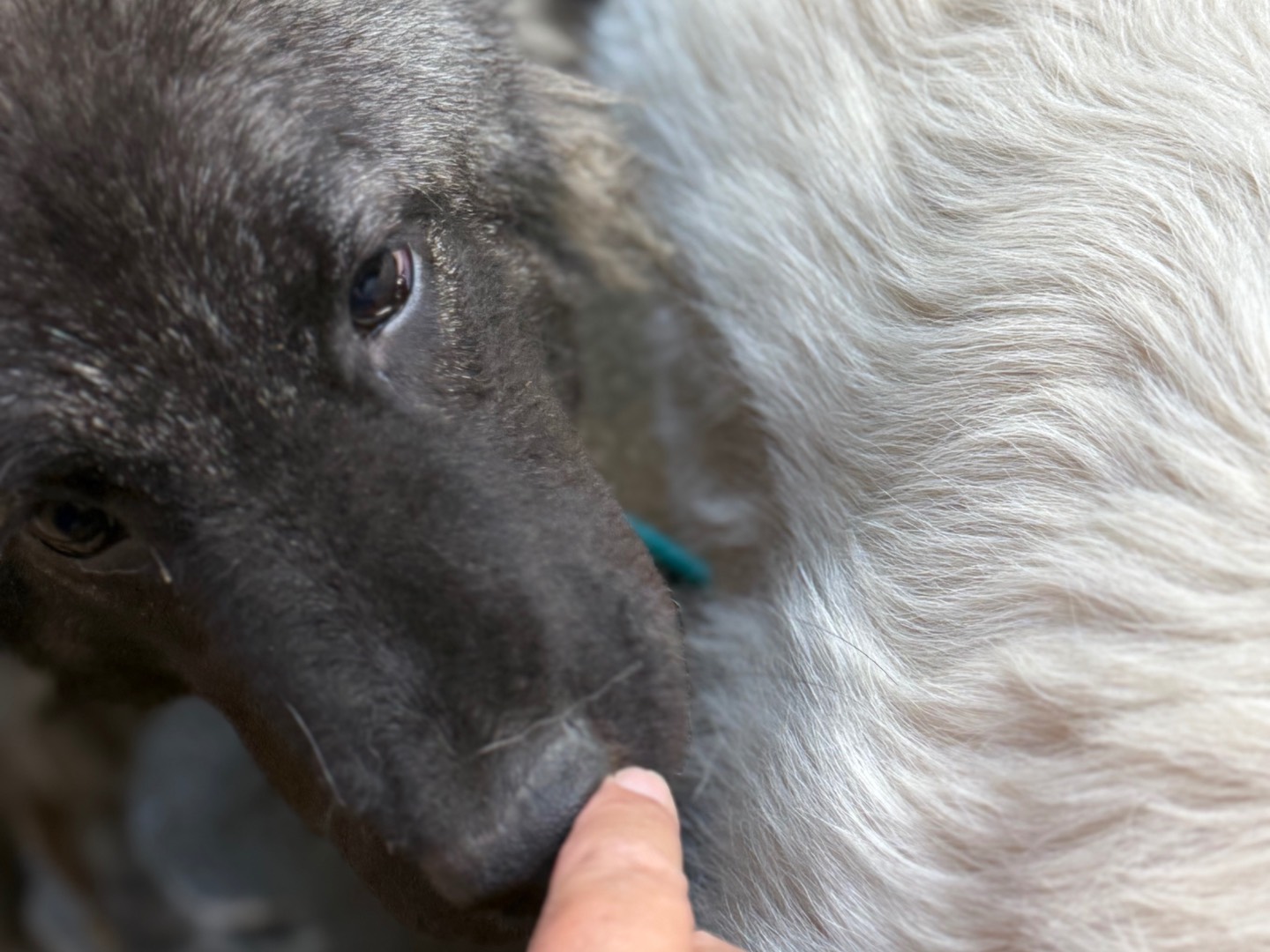 Adotta il cane Stormy a Catanzaro