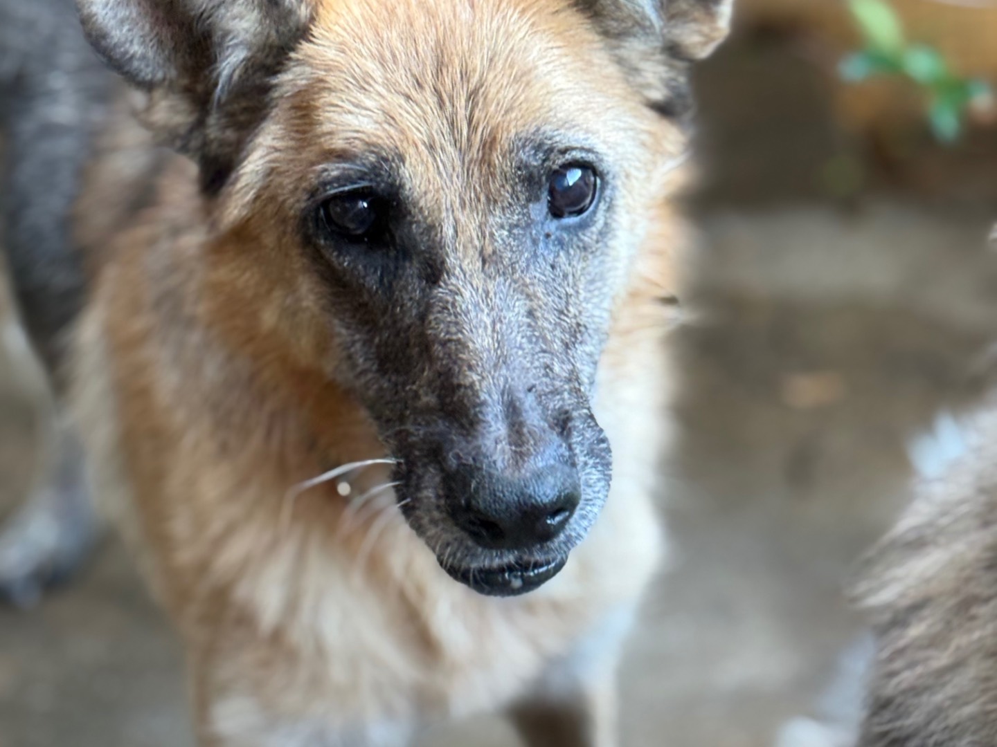 Vuoi adottare un cane a Catanzaro?