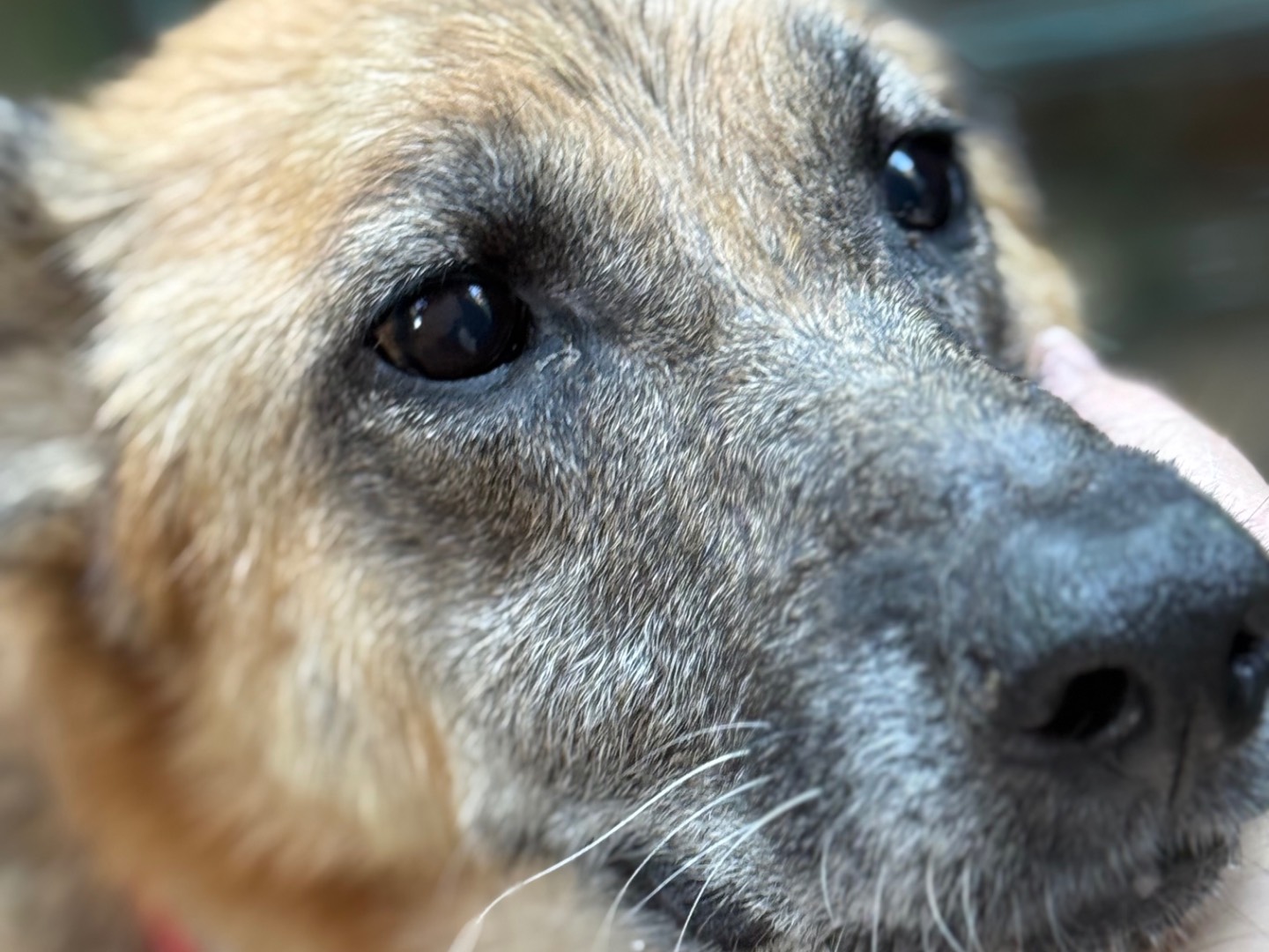 Adotta il cane Regina a Catanzaro