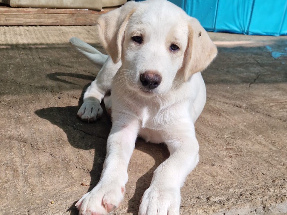 Adozione cane, maschio, Razza sconosciuta Razza sconosciuta, 2 mesi, taglia media, Catania