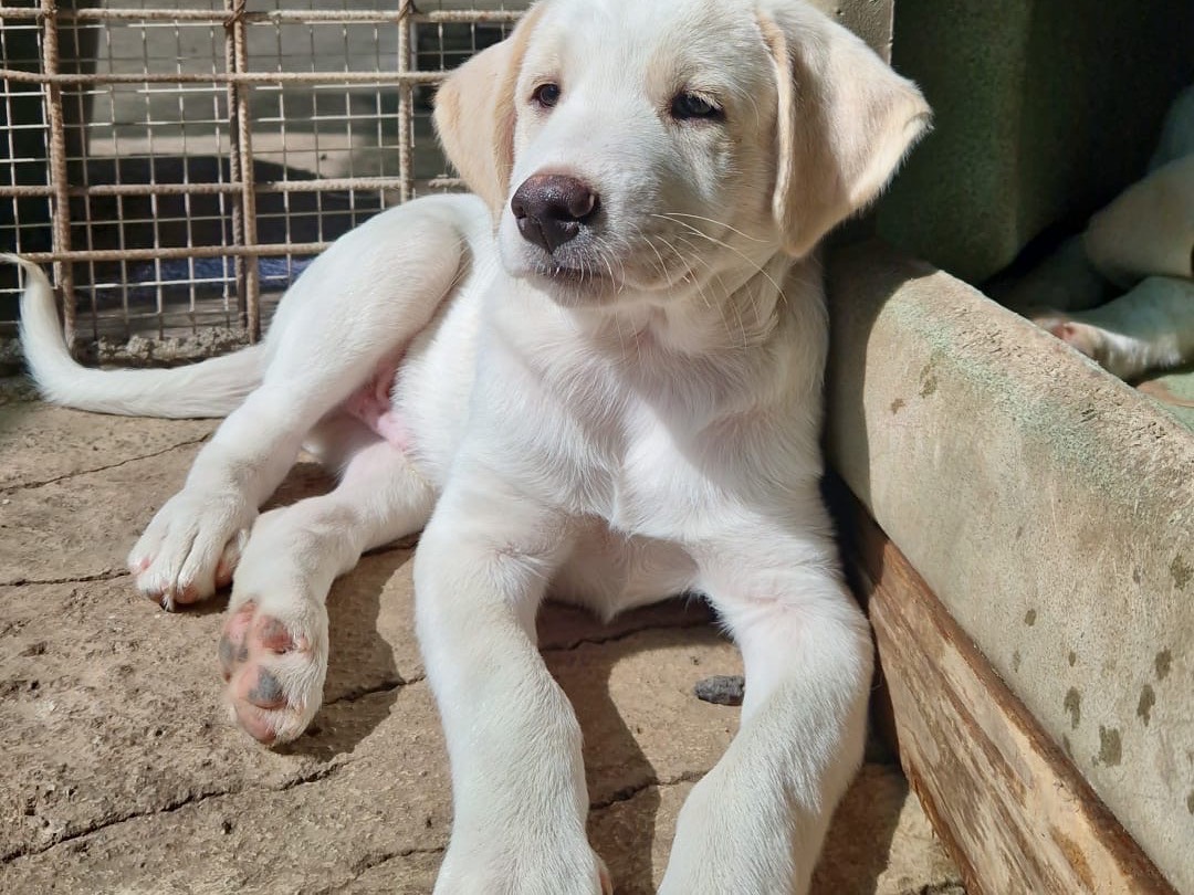 Adotta un cane, maschio, 2 mesi, Catania