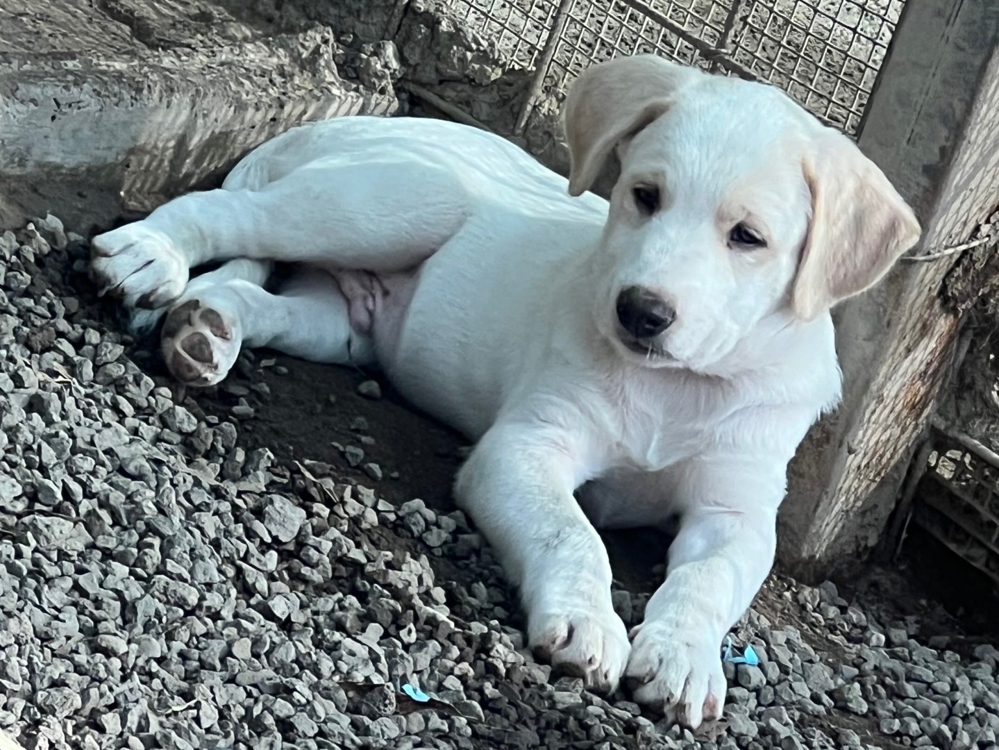 Adotta un cane, taglia media, maschio, Catania