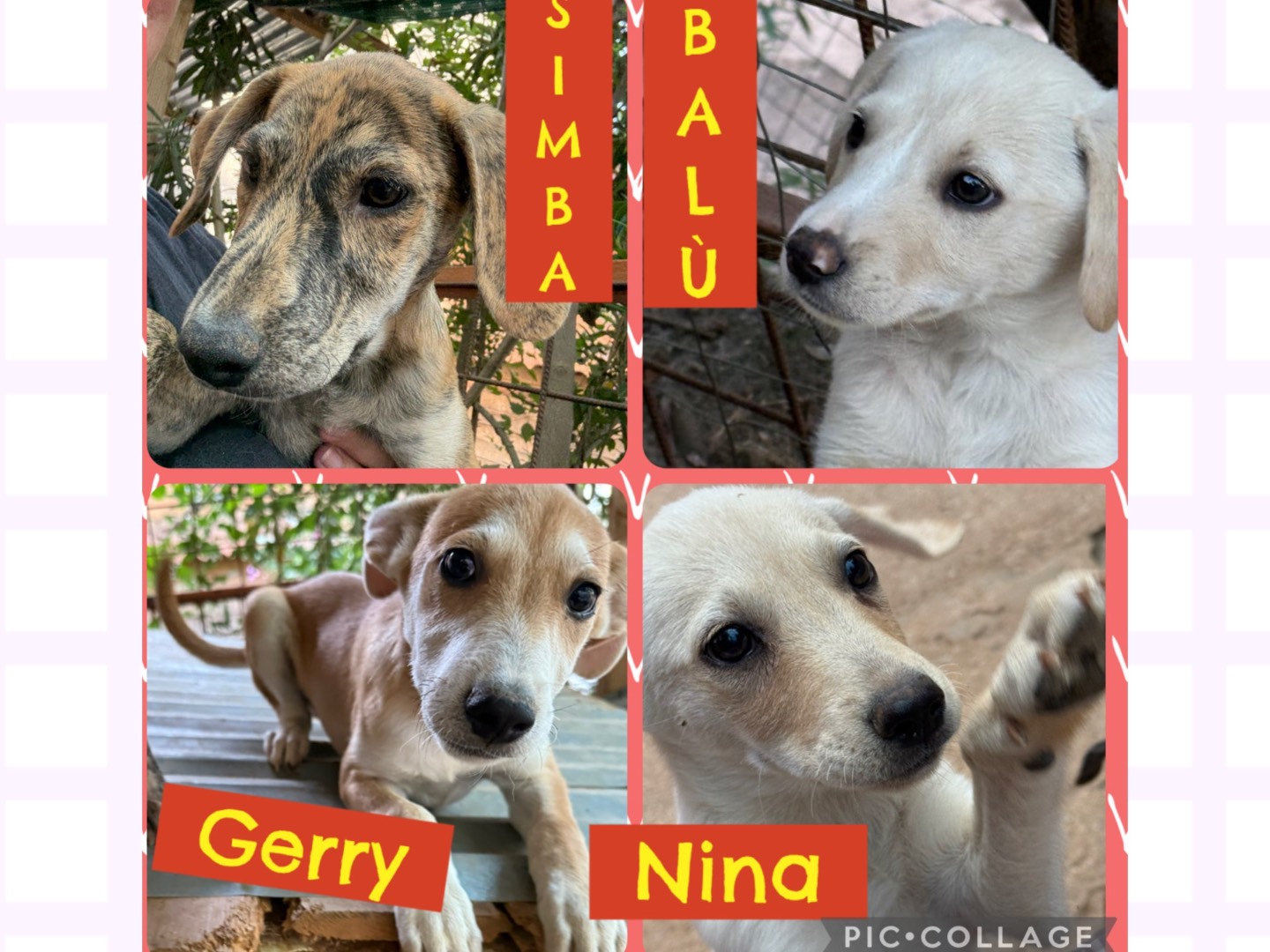 Adozione cane, maschio, Razza sconosciuta Razza sconosciuta, 3 mesi, taglia media contenuta, Catanzaro