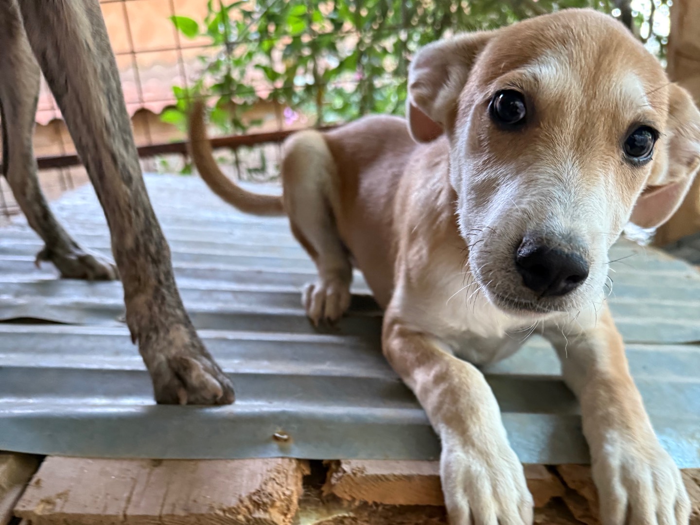 Adotta un cane, maschio, 3 mesi, Catanzaro