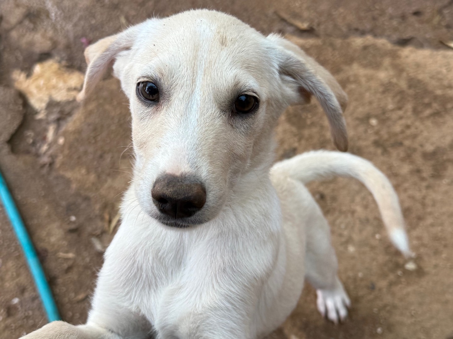 Vuoi adottare un cane a Catanzaro?