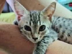 Adotta un gatto, femmina, 2 mesi, Bari