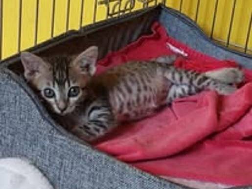 Adotta un gatto, taglia non valida, femmina, Bari