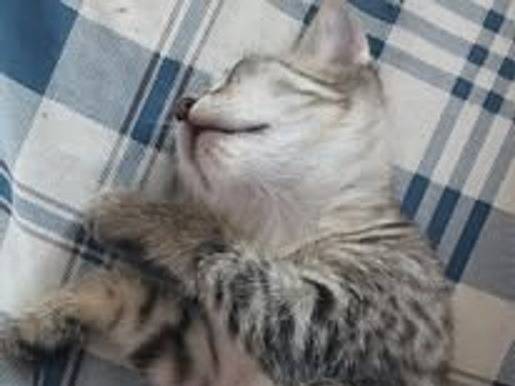 Vuoi adottare un gatto a Bari?