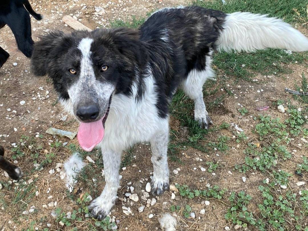 Adotta un cane, maschio, 1 anno e 1 mese, Teramo