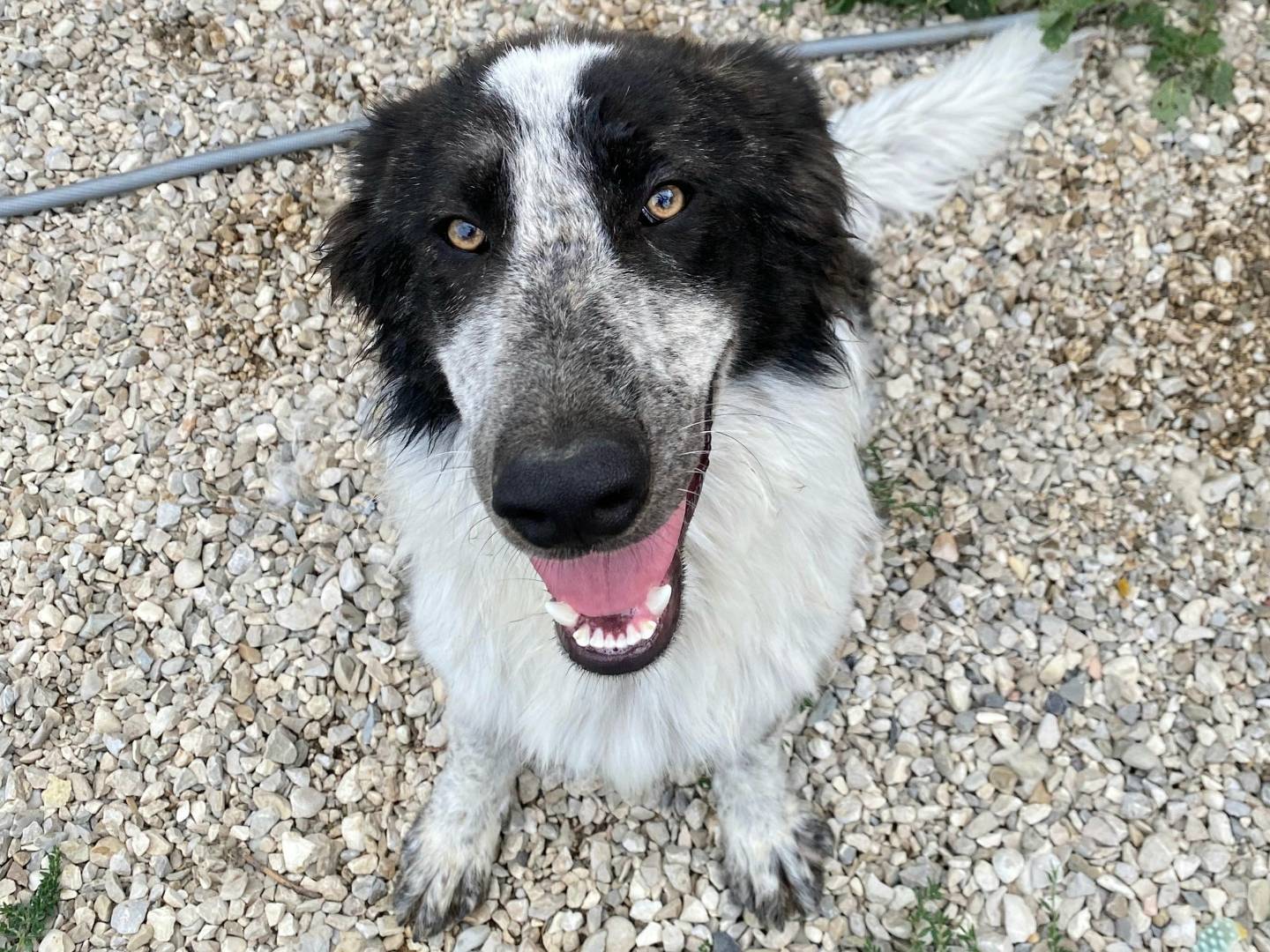 Vuoi adottare un cane a Teramo?