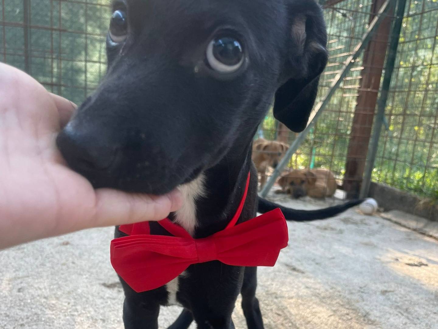 Vuoi adottare un cane a Frosinone?
