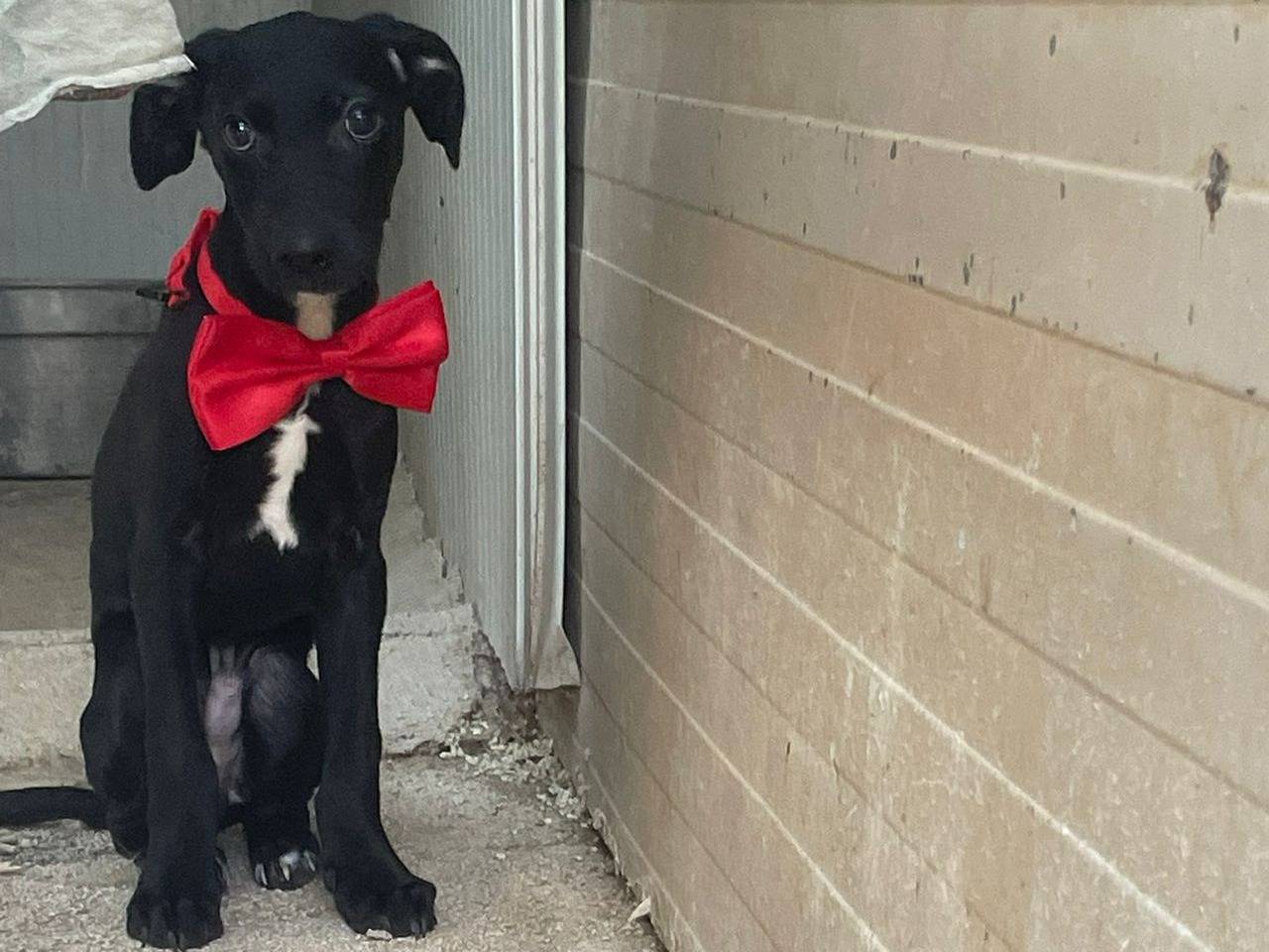 Adotta il cane GIOVANNI a Frosinone