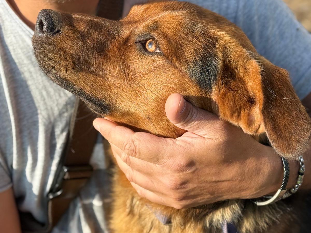 Adozione cane, maschio, Razza sconosciuta Razza sconosciuta, 1 anno e 6 mesi, taglia media, Catanzaro