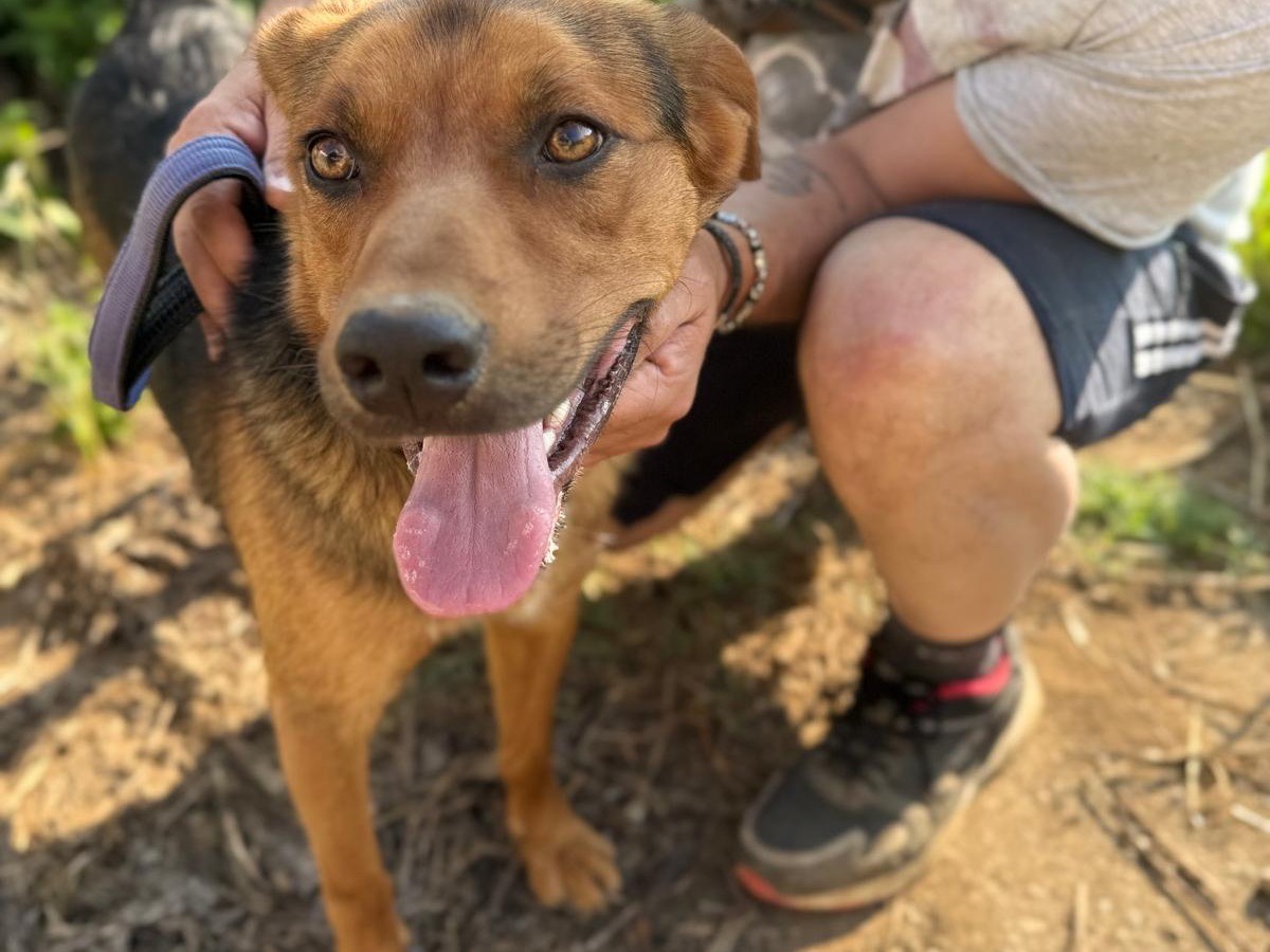 Adotta un cane, taglia media, maschio, Catanzaro
