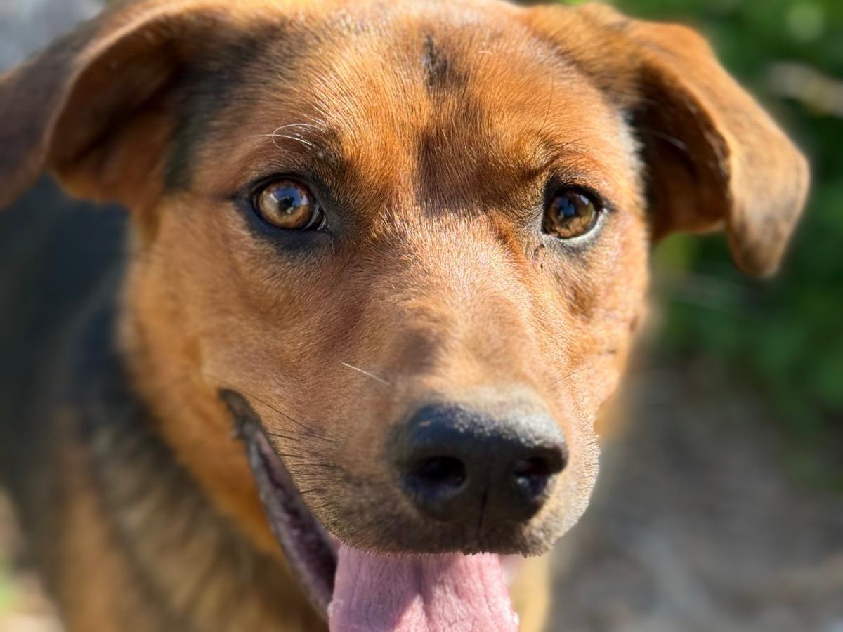 Vuoi adottare un cane a Catanzaro?
