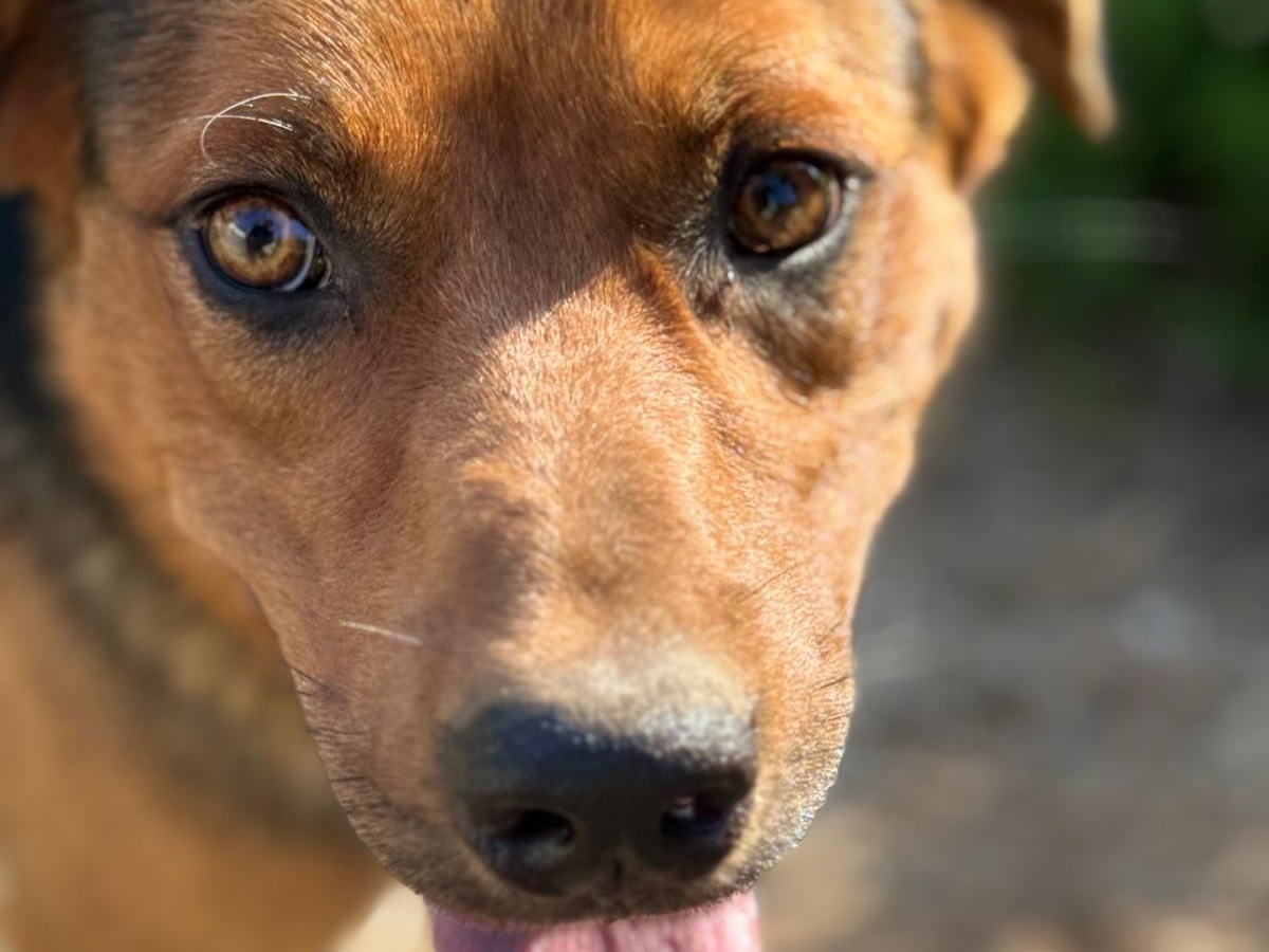 Adotta il cane Nathan a Catanzaro