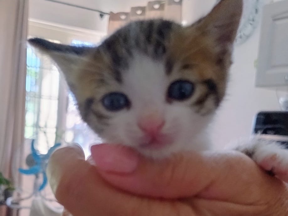 Adozione gatto, maschio, Razza sconosciuta Razza sconosciuta, 2 settimane, taglia non valida, Latina