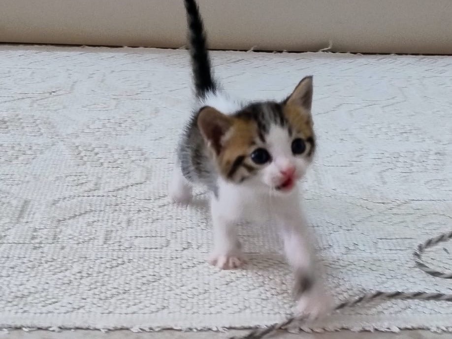 Adotta un gatto, maschio, 2 settimane, Latina