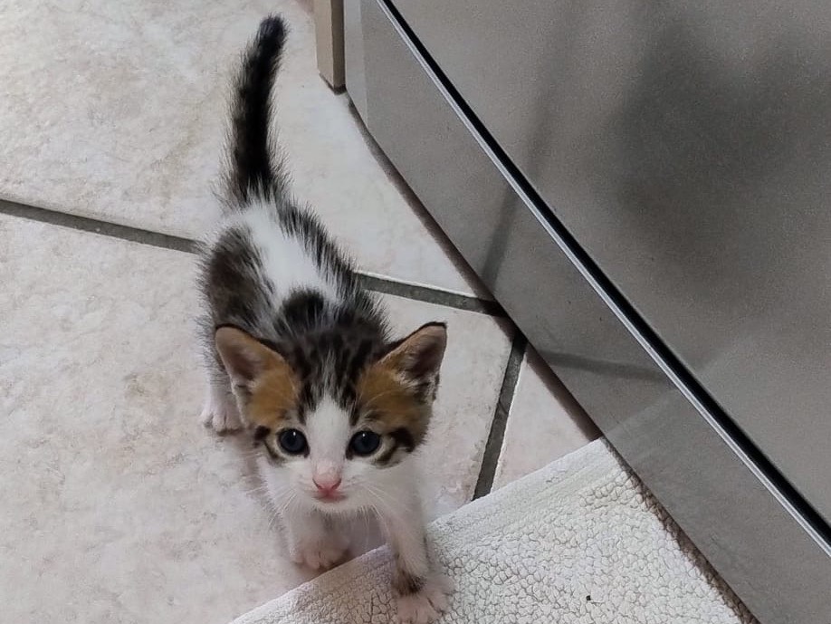 Adotta un gatto, taglia non valida, maschio, Latina