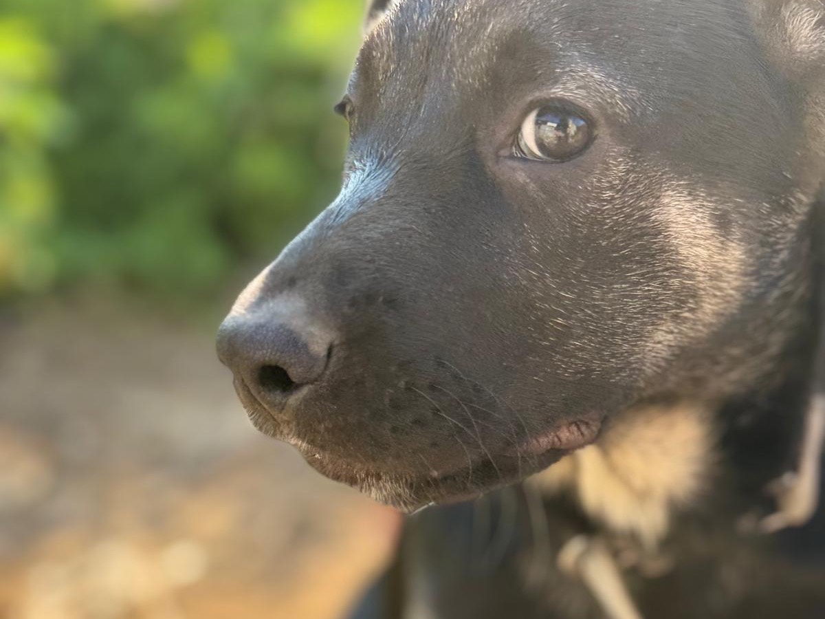 Adozione cane, femmina, Razza sconosciuta Razza sconosciuta, 5 mesi, taglia media, Catanzaro
