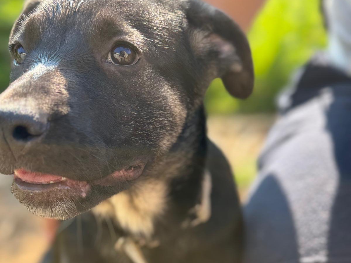Adotta un cane, femmina, 5 mesi, Catanzaro