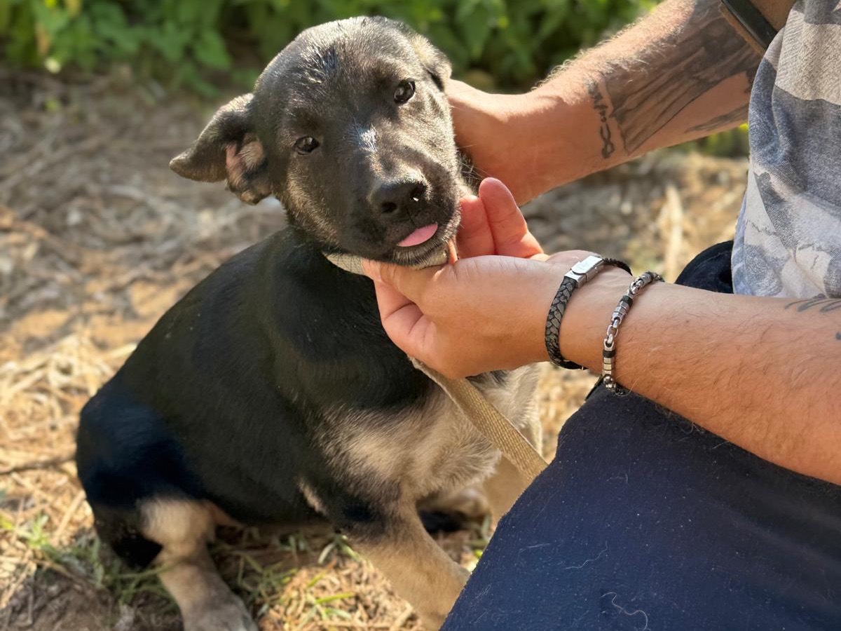 Adotta un cane, taglia media, femmina, Catanzaro