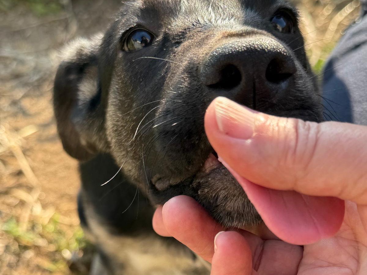 Vuoi adottare un cane a Catanzaro?