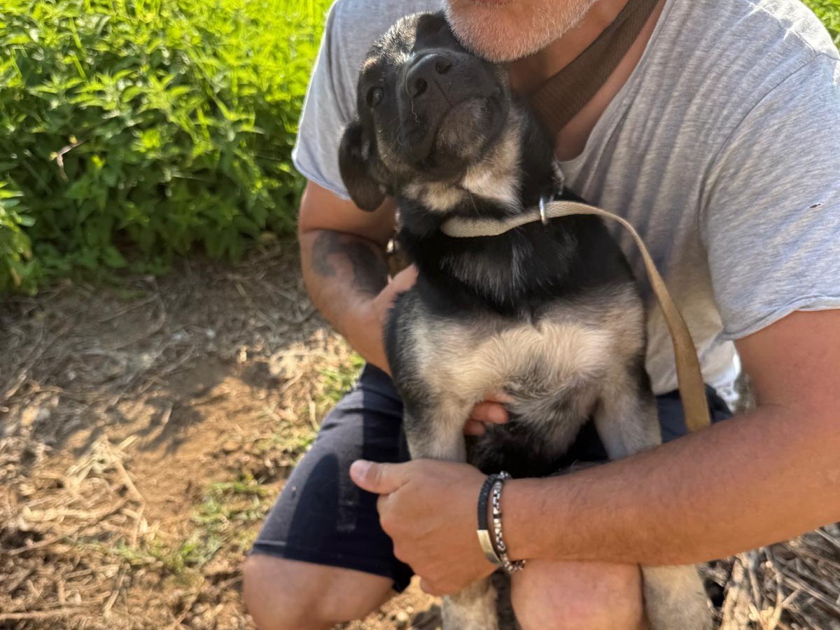 Adotta il cane Sasha a Catanzaro