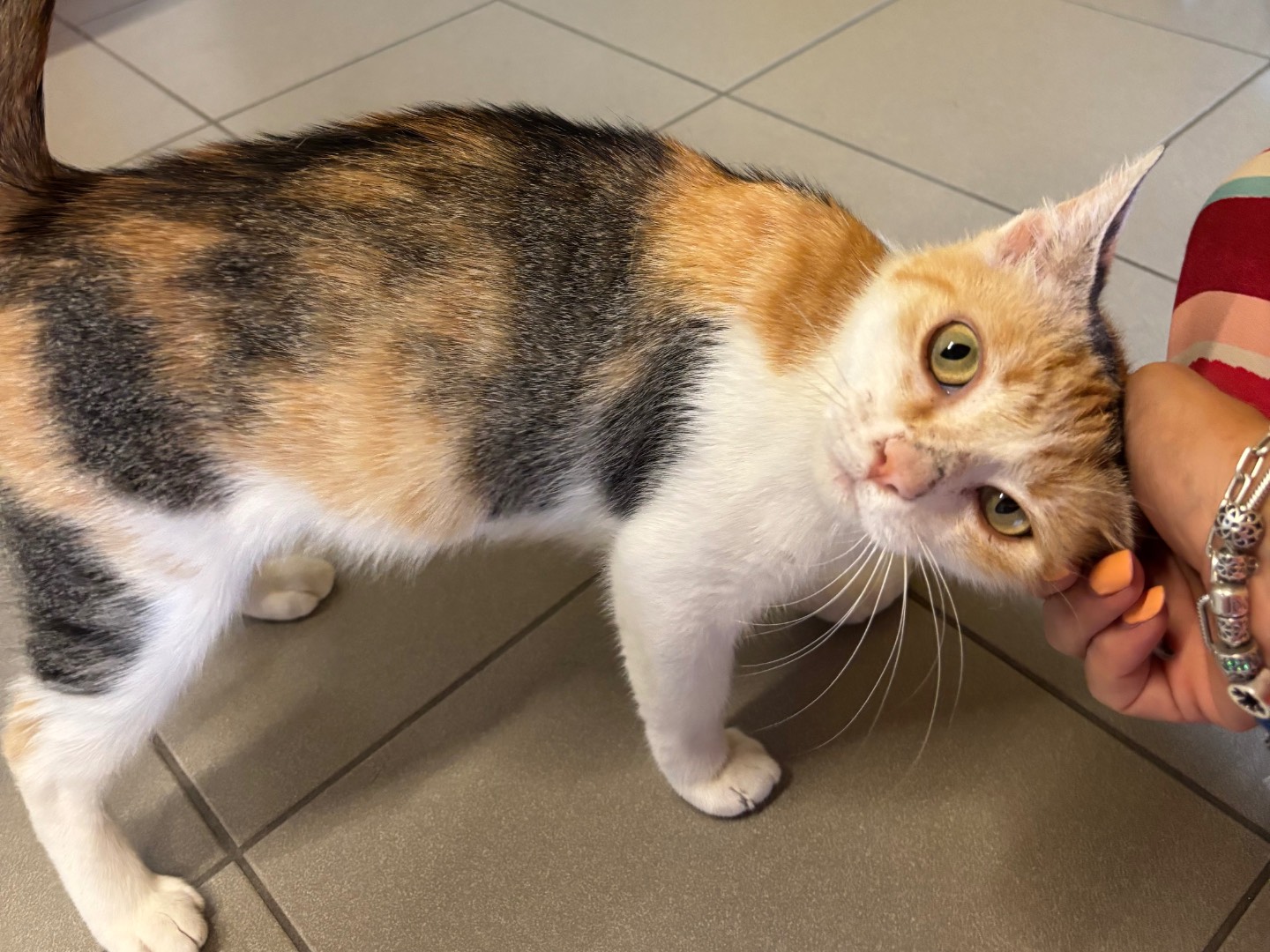 Adozione gatto, femmina, Razza sconosciuta Razza sconosciuta, 3 anni e 3 mesi, taglia non valida, Brescia