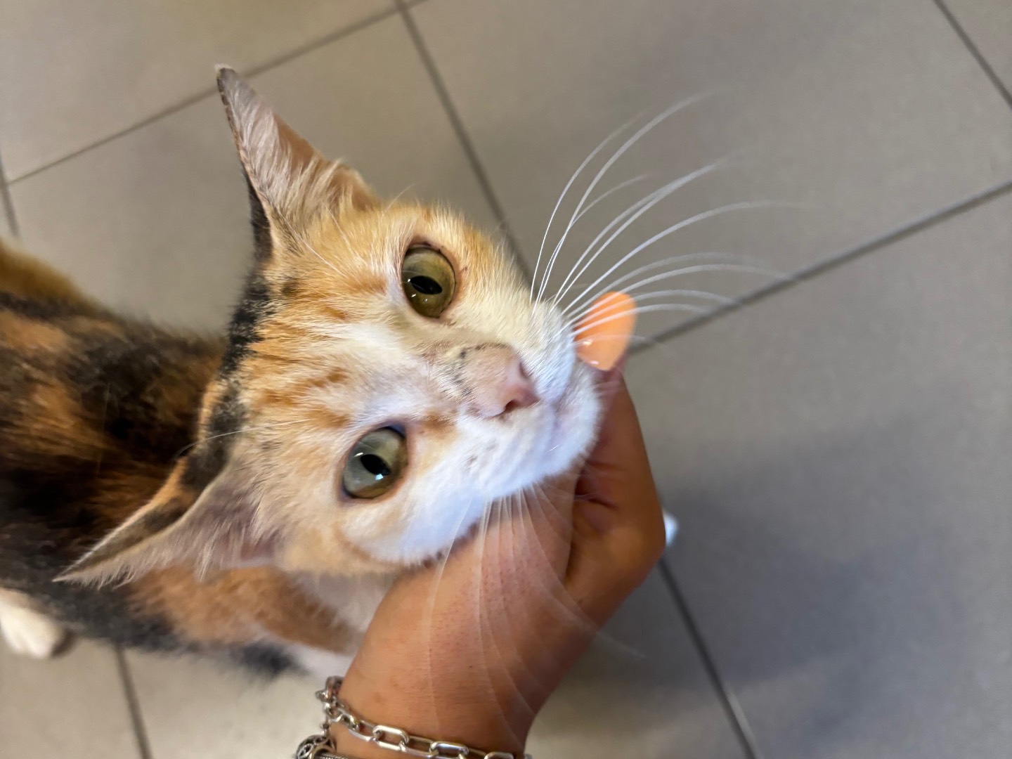 Adotta un gatto, femmina, 3 anni e 3 mesi, Brescia