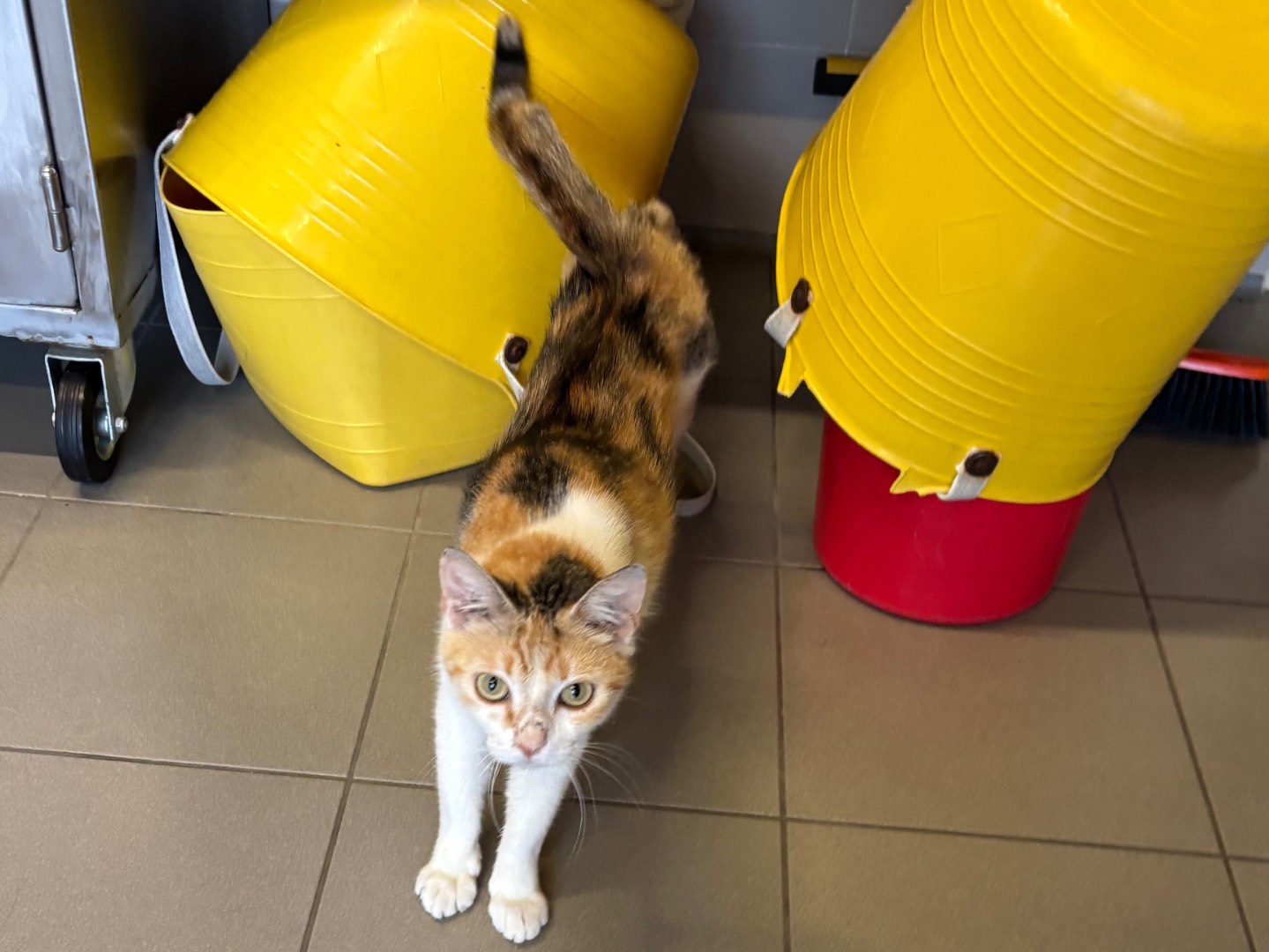 Adotta un gatto, taglia non valida, femmina, Brescia
