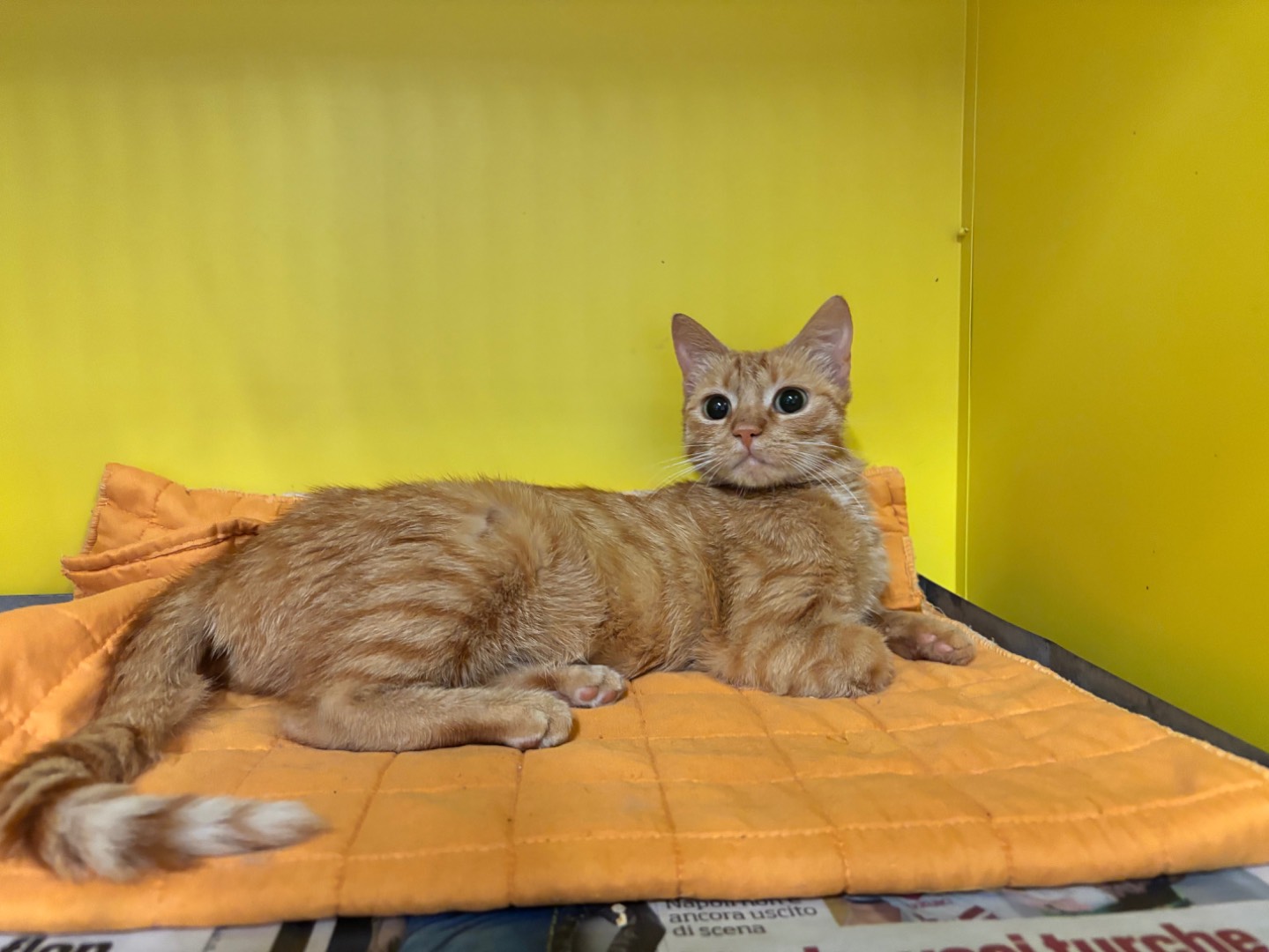 Adozione gatto, femmina, Razza sconosciuta Razza sconosciuta, 2 anni e 3 mesi, taglia non valida, Brescia