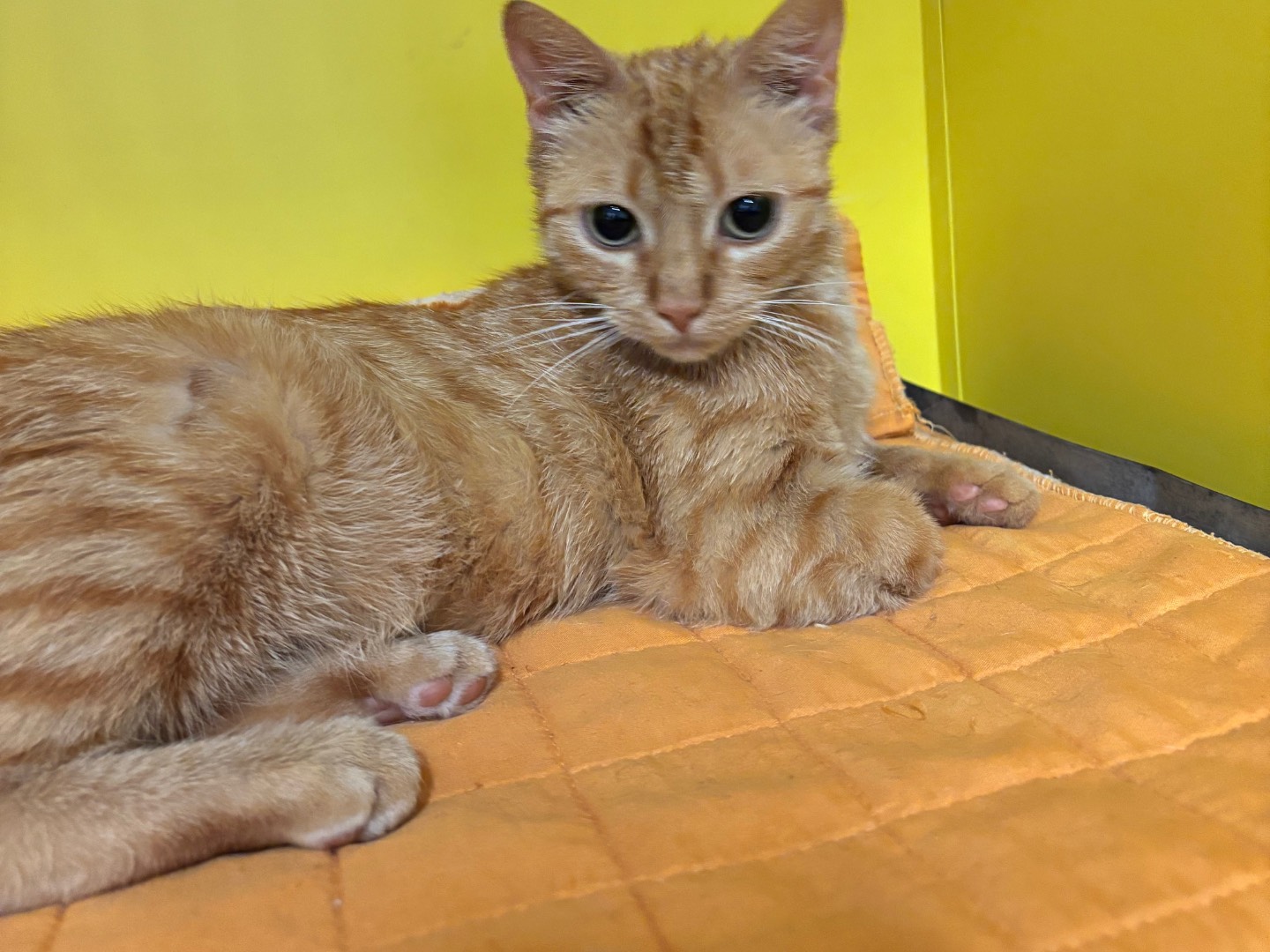 Adotta un gatto, femmina, 2 anni e 3 mesi, Brescia