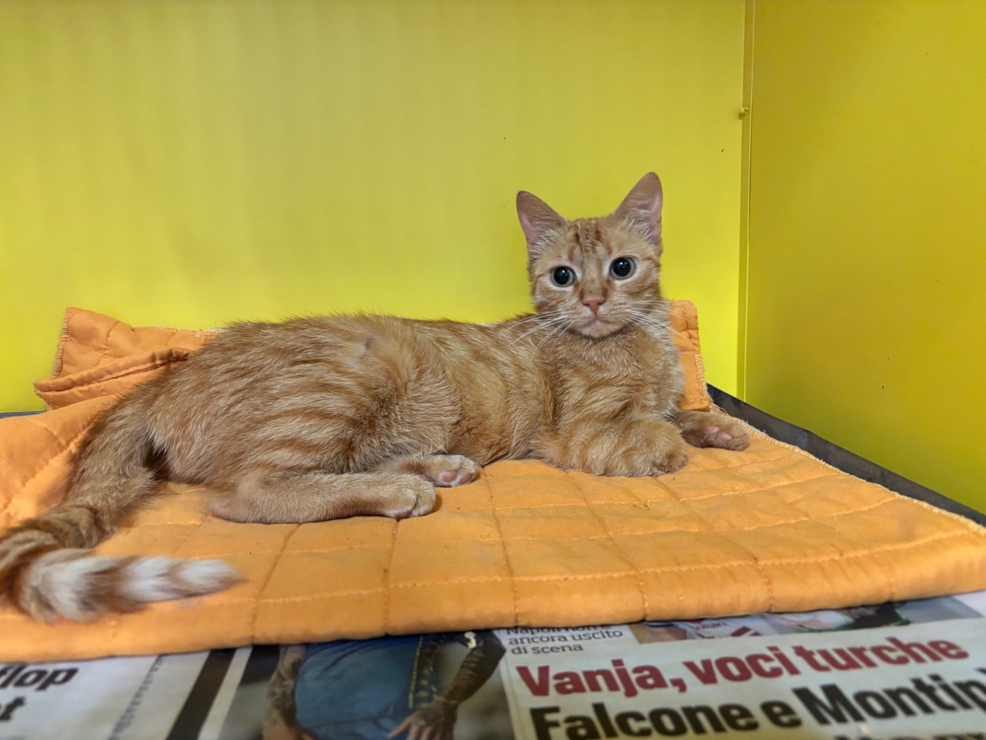 Adotta un gatto, taglia non valida, femmina, Brescia