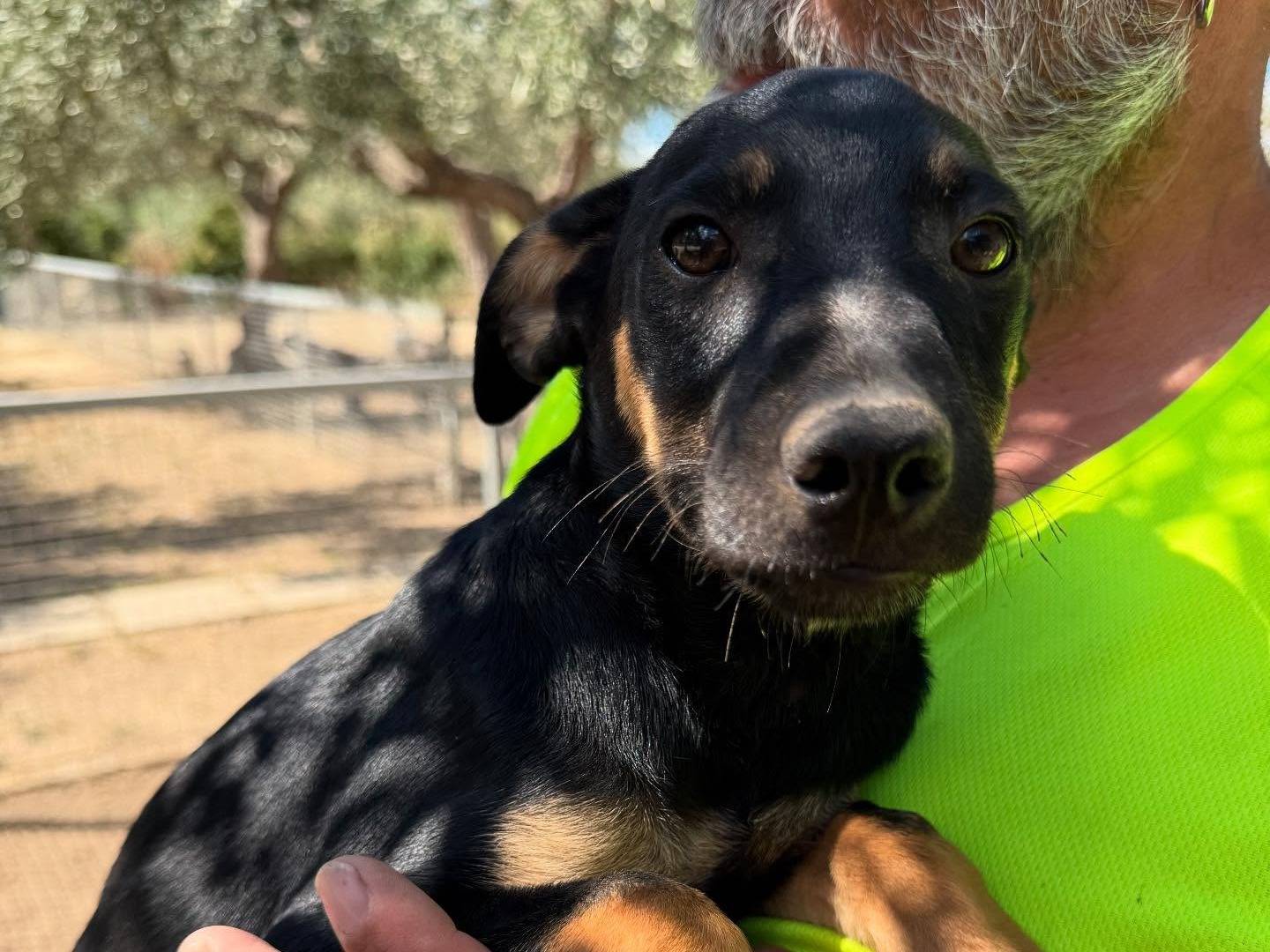Adozione cane, maschio, Razza sconosciuta Razza sconosciuta, 2 mesi, taglia media contenuta, Matera