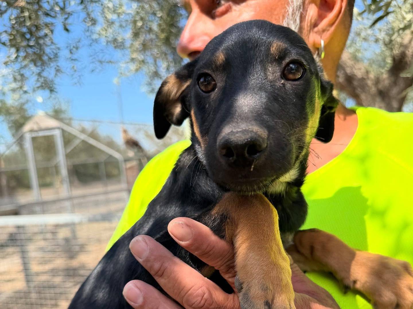 Adotta un cane, taglia media contenuta, maschio, Matera