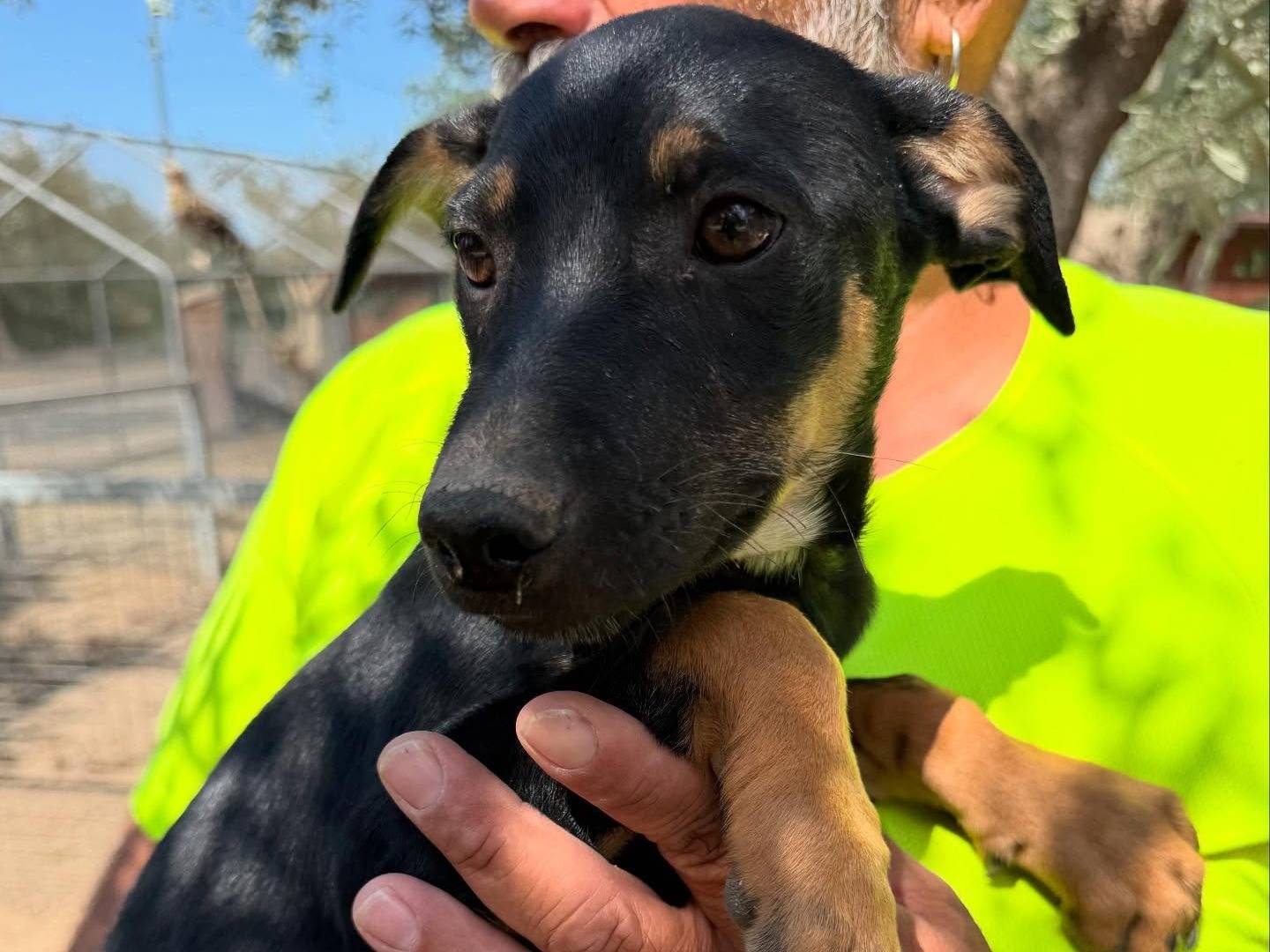 Vuoi adottare un cane a Matera?