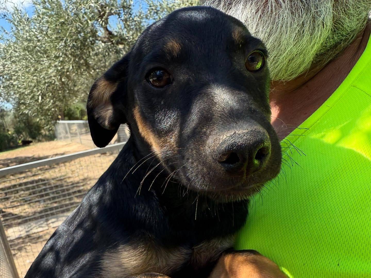 Adotta il cane Dante a Matera