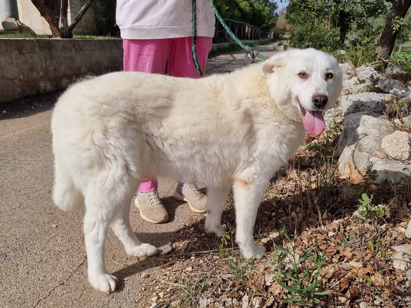 Adozione cane, femmina, Razza sconosciuta Razza sconosciuta, 6 anni e 9 mesi, taglia media, Bari
