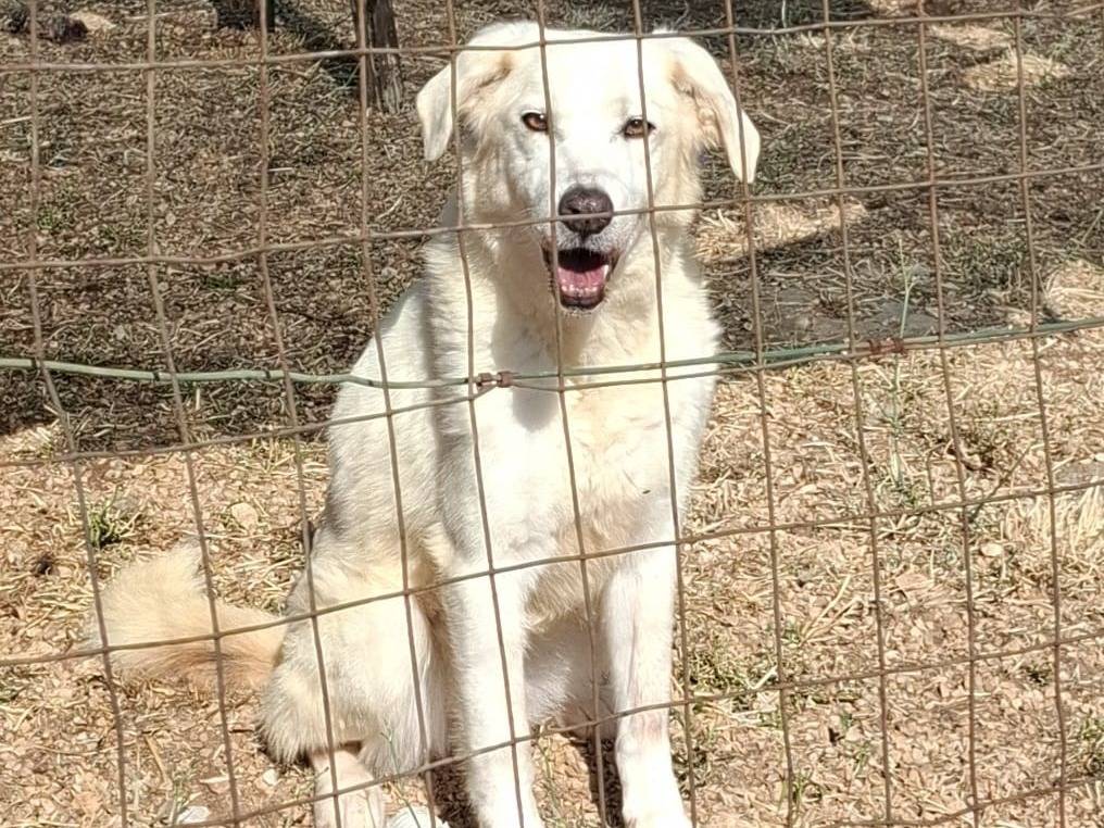 Adotta un cane, taglia media, femmina, Bari