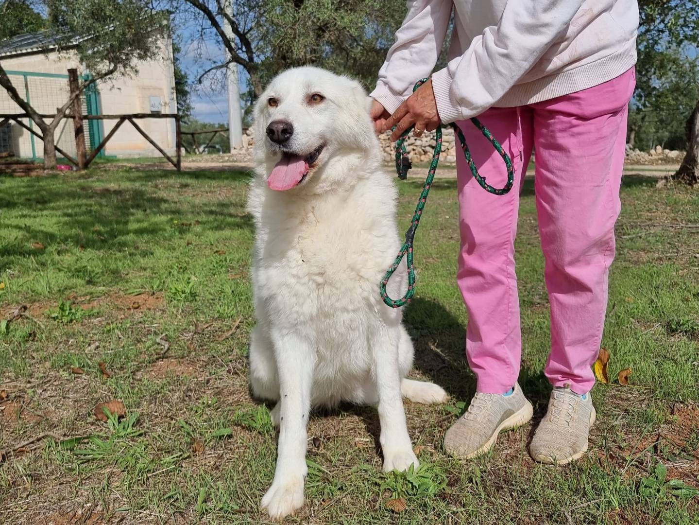 Vuoi adottare un cane a Bari?