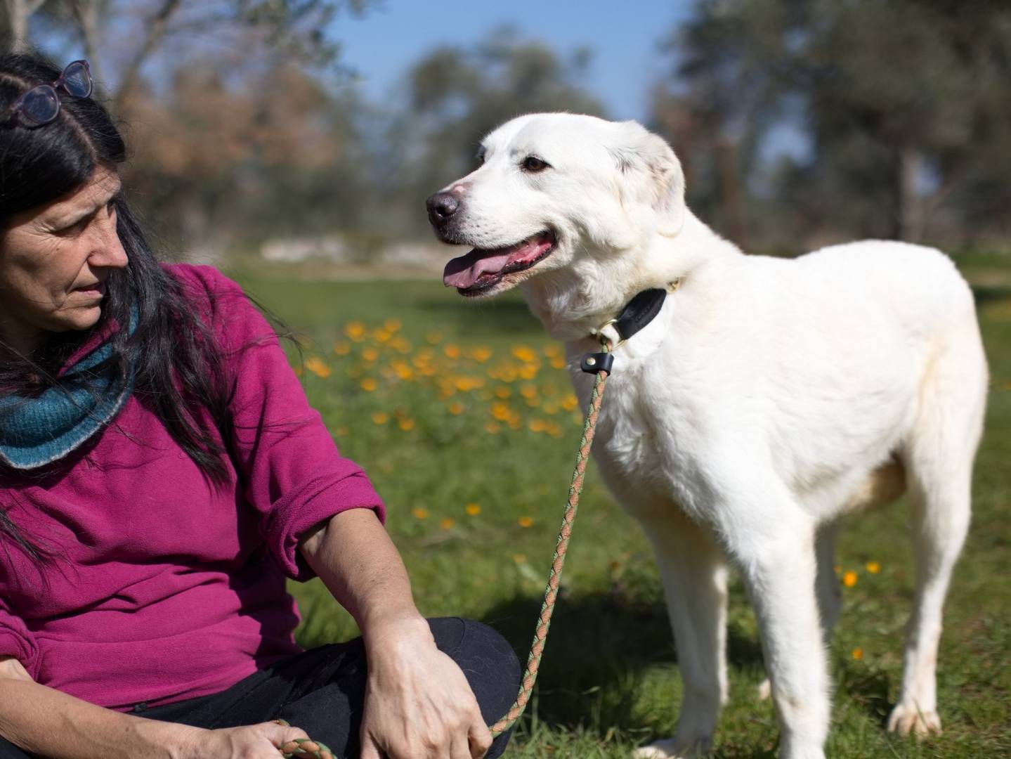 Adotta il cane Ellen a Bari