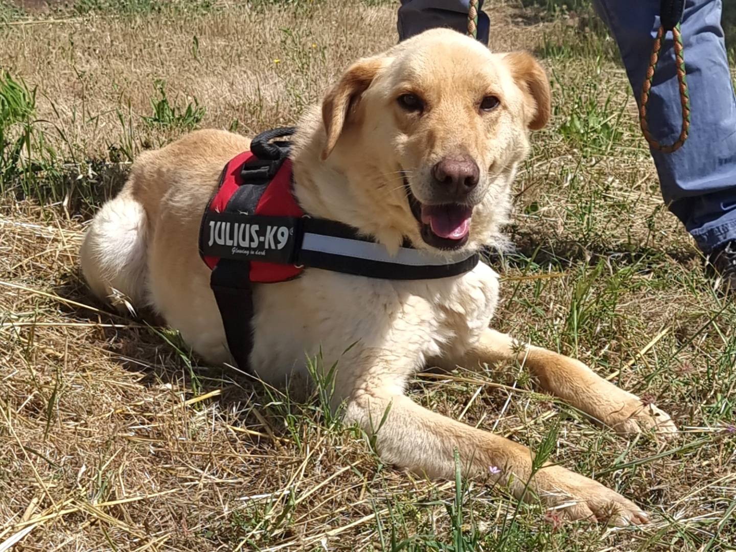 Adozione cane, maschio, Razza sconosciuta Razza sconosciuta, 8 anni e 2 mesi, taglia media, Bari