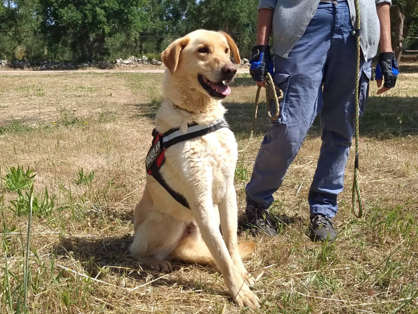 Adotta un cane, maschio, 8 anni e 2 mesi, Bari