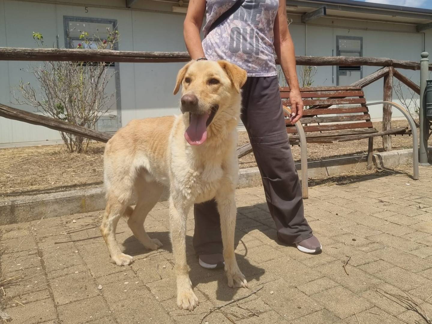 Adotta un cane, taglia media, maschio, Bari